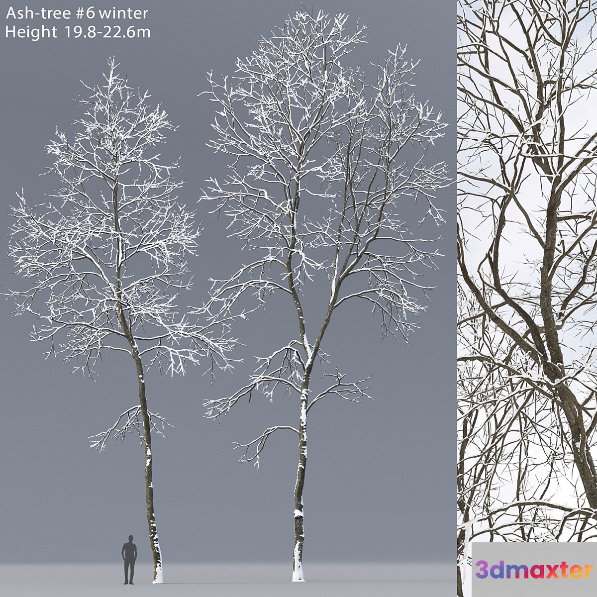Winter Ash | Ash-tree winter # 6 (19.8-22.6) 3D Max