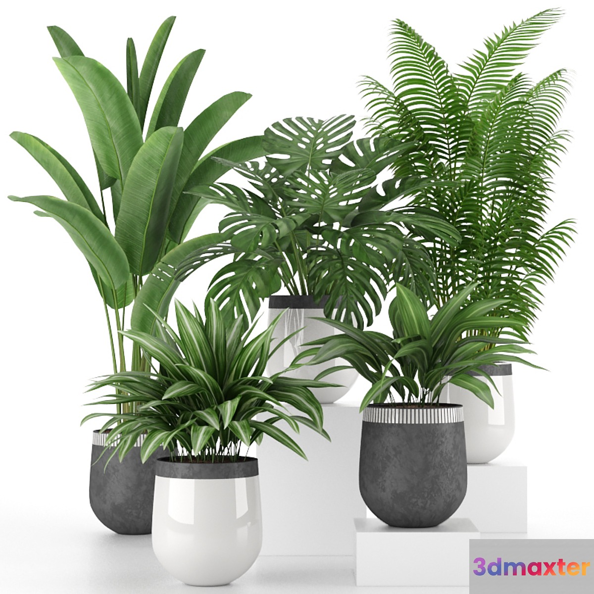 Houseplant Collection 03 3D Max