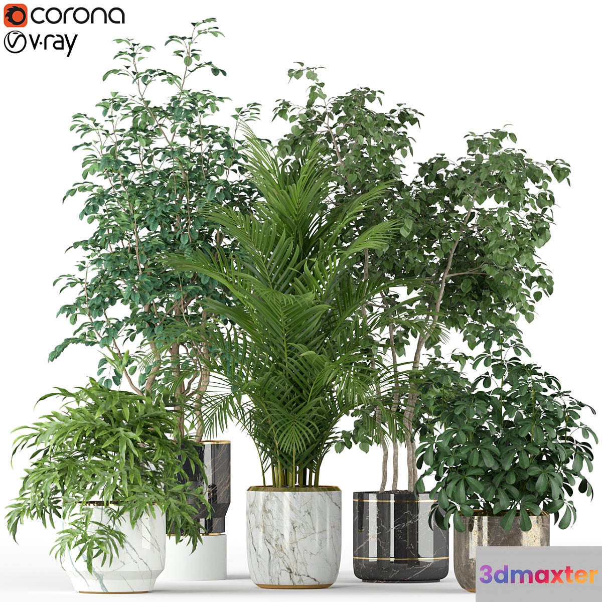 Plants collection 204 - No.2