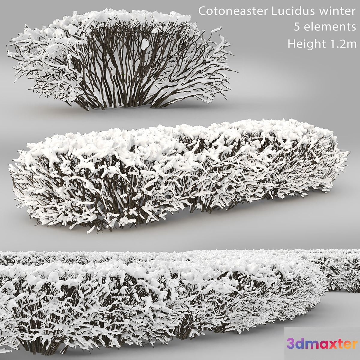 Cotoneaster lucidus. Winter hedge # 1 3D Max
