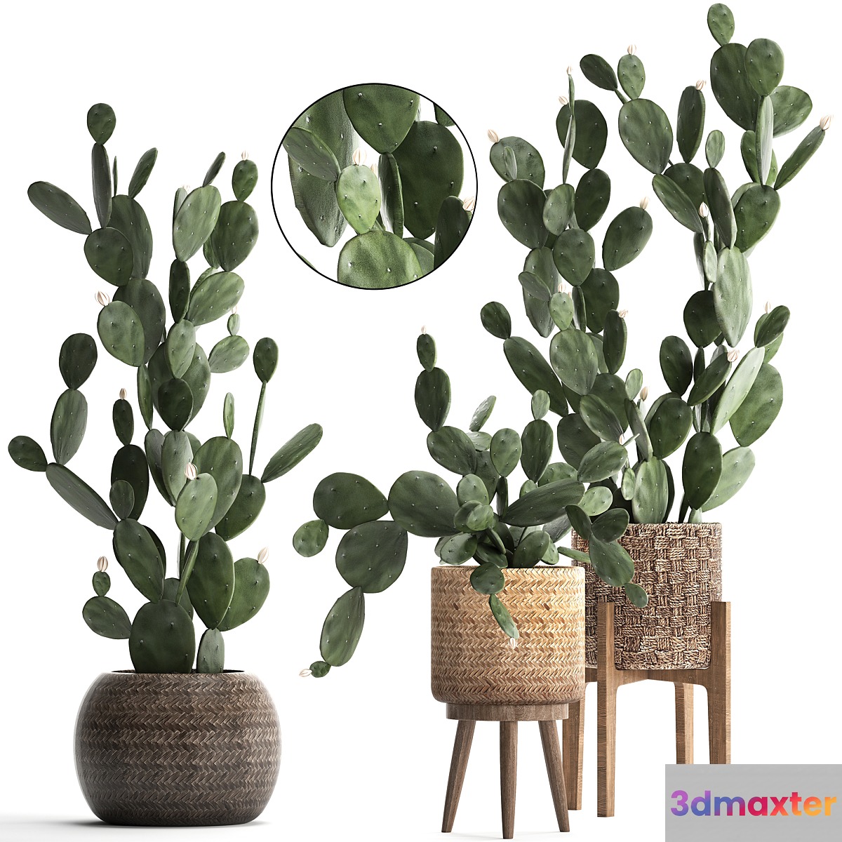 Collection of beautiful little cacti in pots rattan baskets with Prickly pear cactus Prickly pear. Set 397.