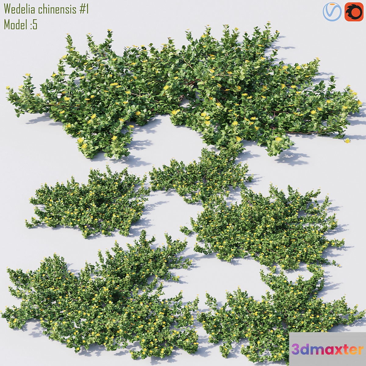 Wedelia chinensis # 1 3D Max