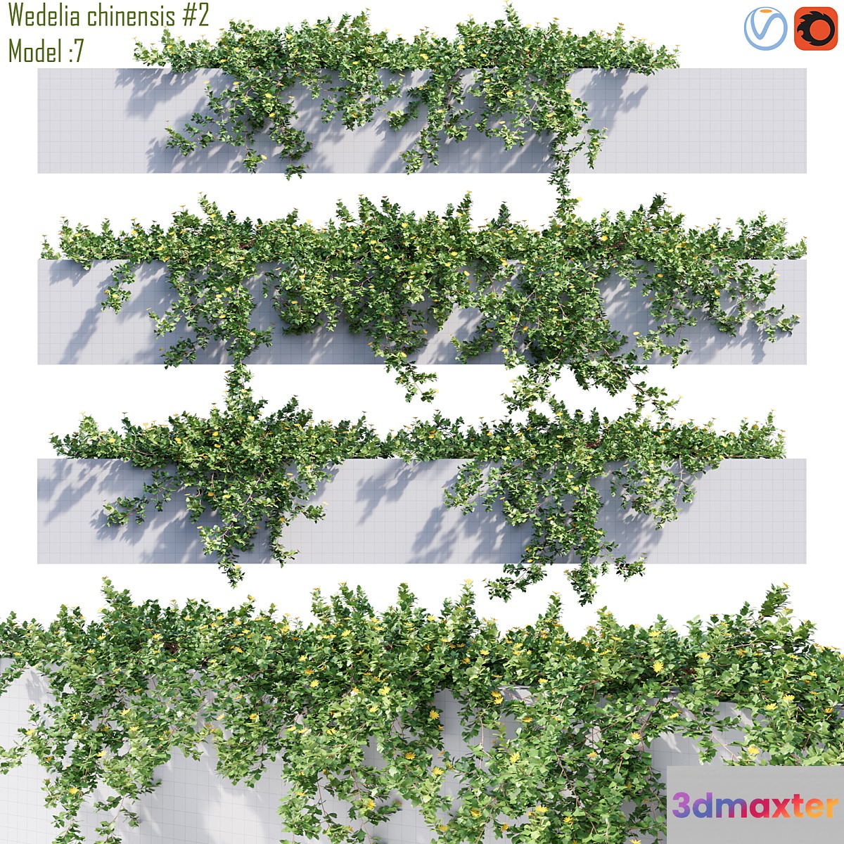 Wedelia chinensis # 2 3D Max