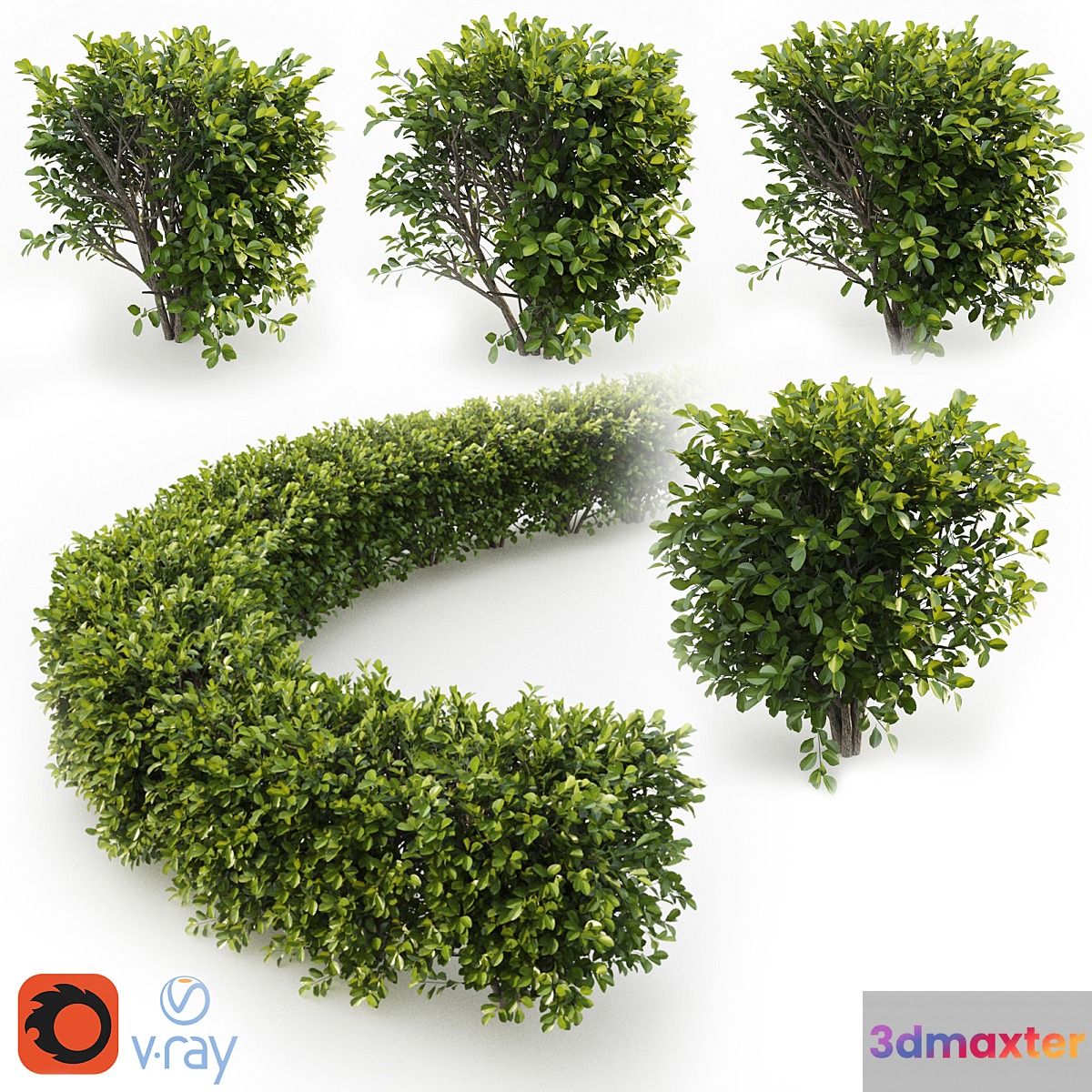 Cherry laurel