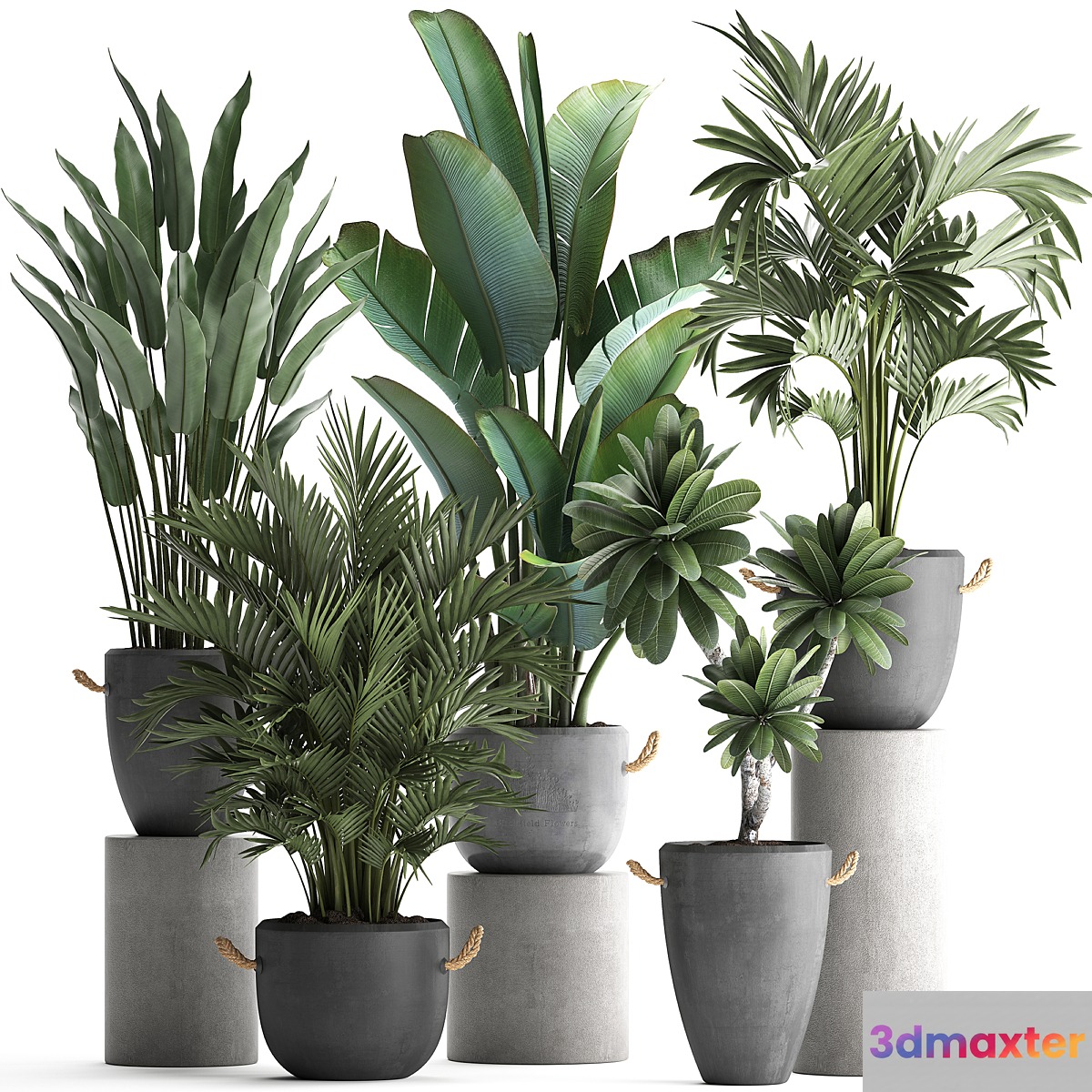 Collection of plants in modern concrete outdoor pots with Banana strelitzia palm hovea plumeria. Set 402. 3D Max