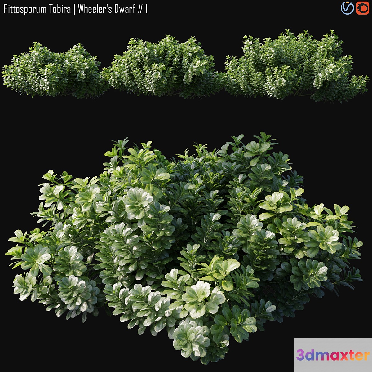 Pittosporum Tobira | Wheeler's Dwarf # 1 3D Max