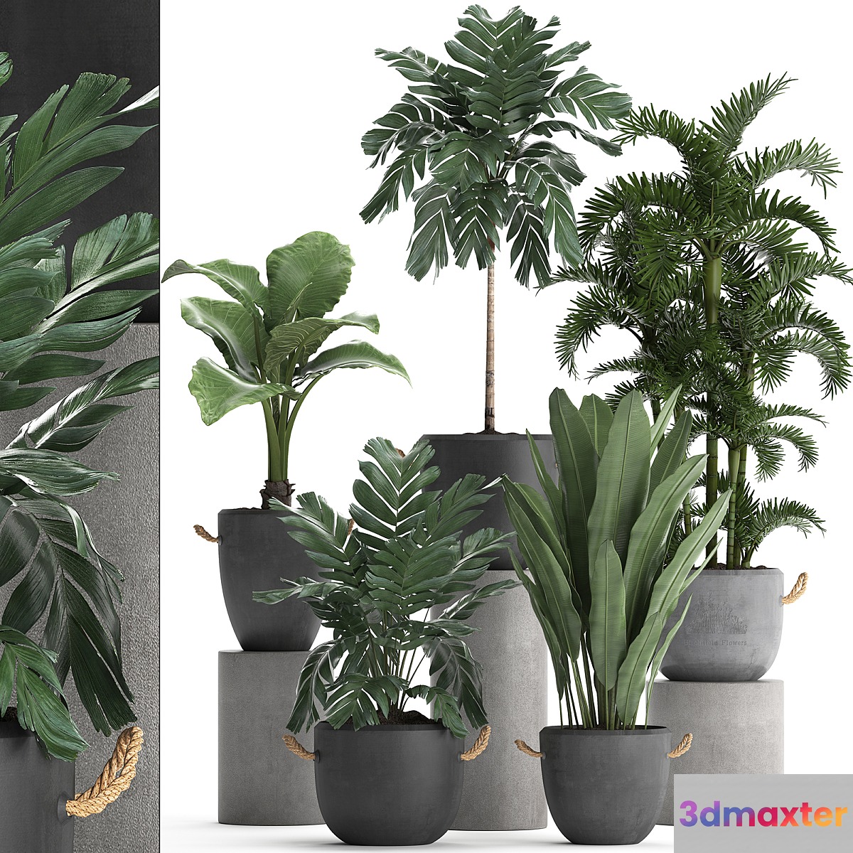 A collection of plants in modern black concrete pots with palm Cariota Areca banana alokasia. Set 405. 3D Max