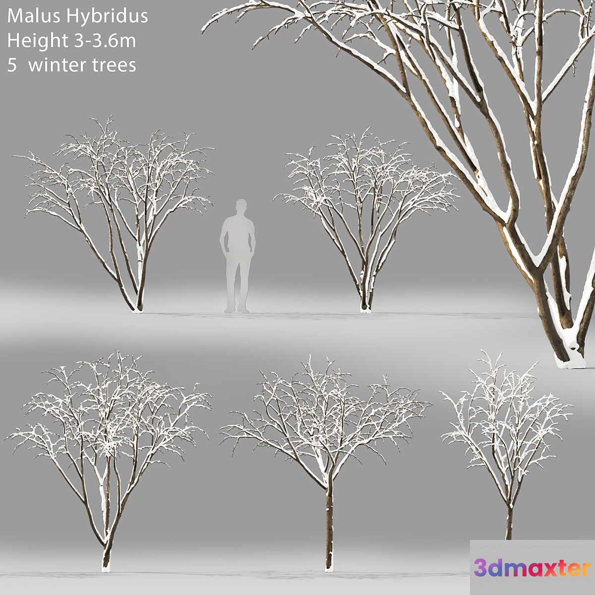 Winter apple tree | Malus Hybridus winter # 1