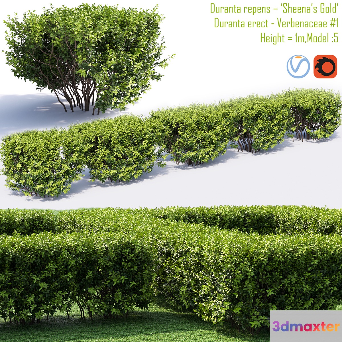 Duranta repens - 'Sheena's Gold'- Duranta erect # 1
