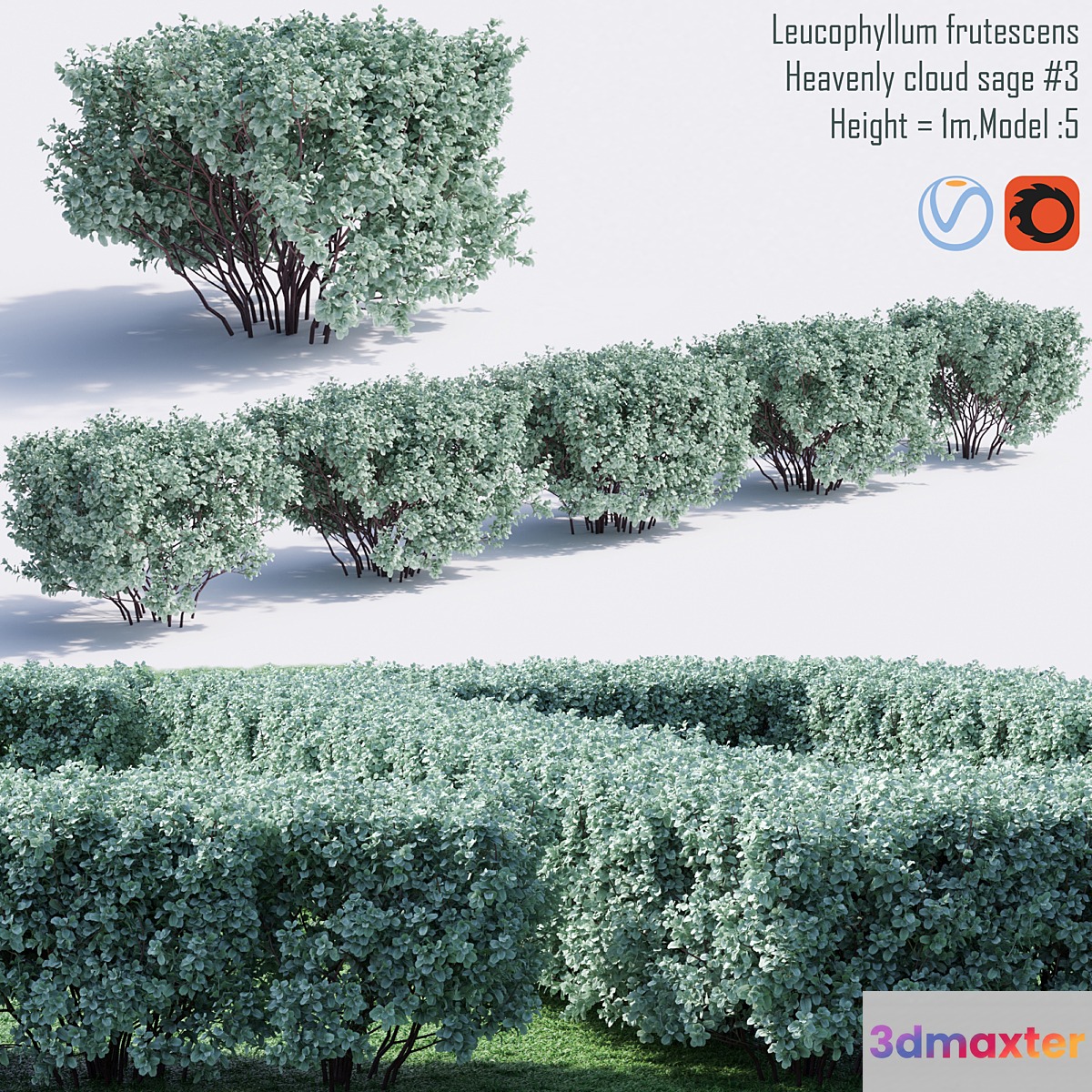 Heavenly cloud sage | Leucophyllum frutescens # 4 3D Max