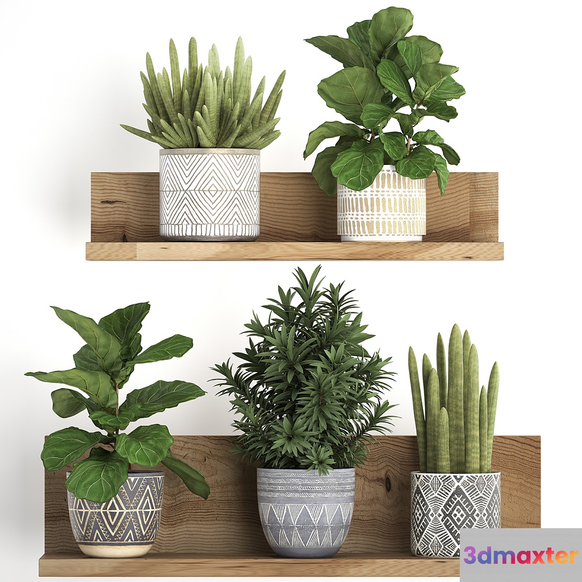 Collection of small plants wooden shelf with flowers in pots with Ficus lirata dracaena sansevieria. Set 407. - No.2 3D Max