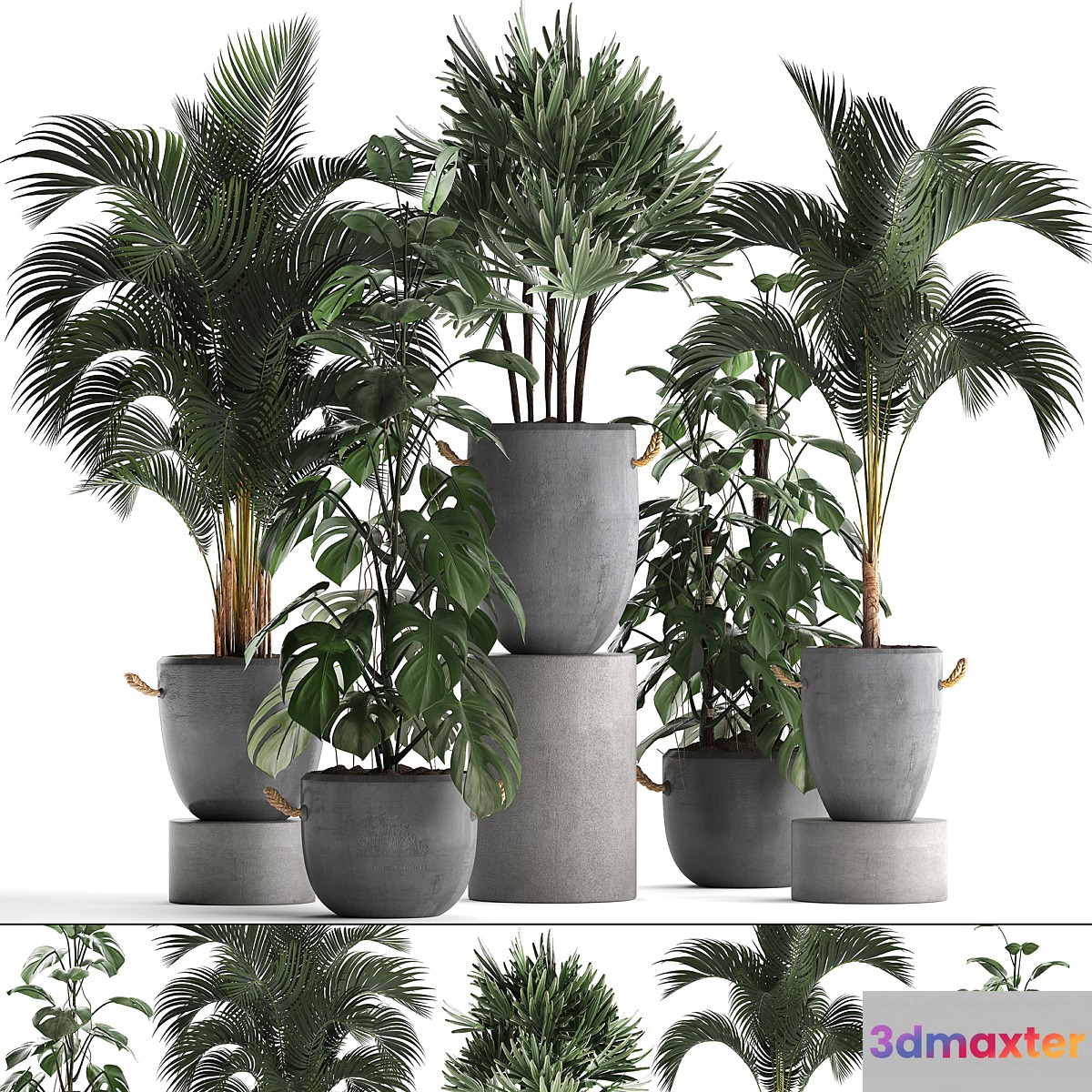 A collection of beautiful small plants in modern concrete pots with Palm rapis hovea monstera. Set 408. 3D Max