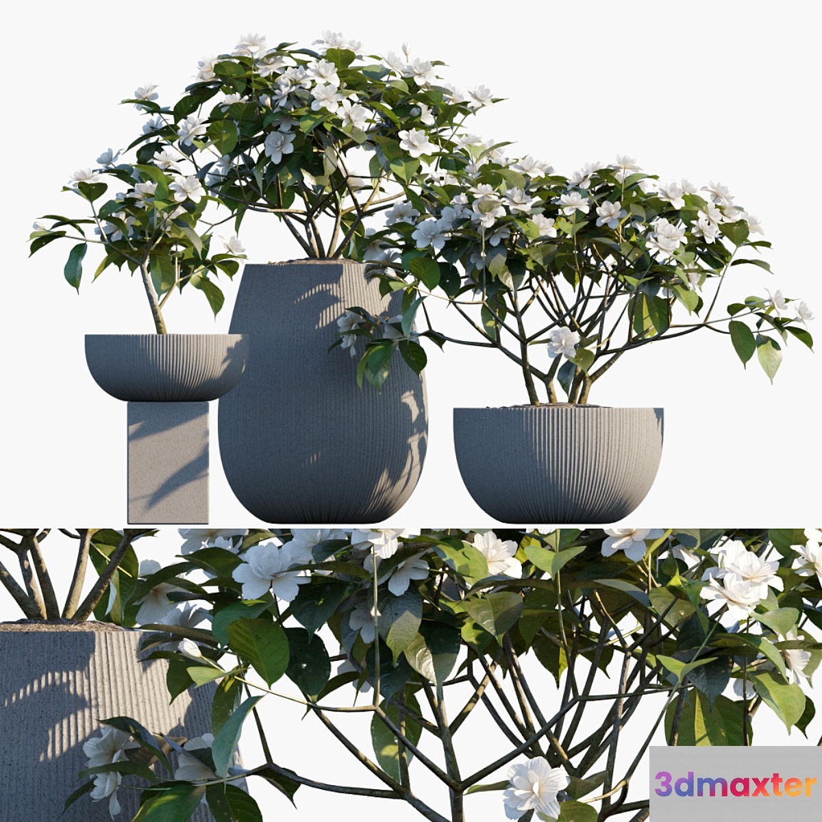 Plant in pots # 48: Gardenia jasminoides 3D Max