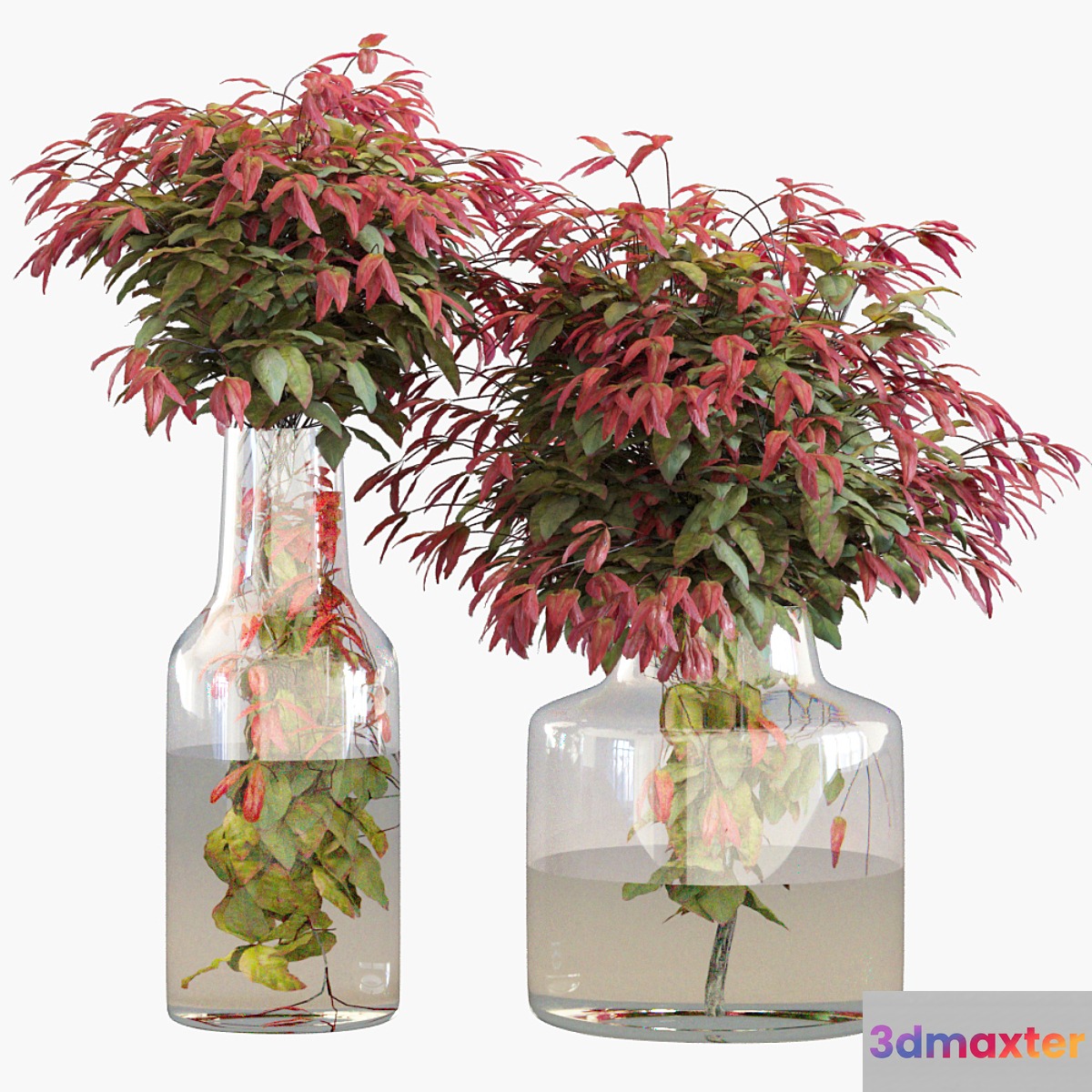 Branches in vases 26: Dwarf sacred bamboo - No.2