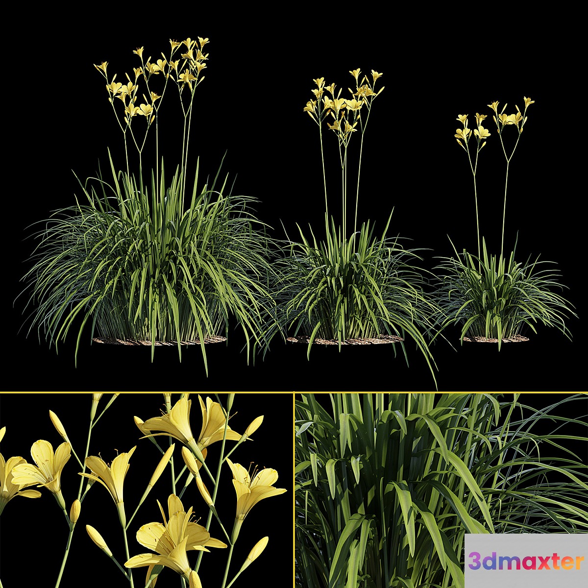 Hemerocallis 3D Max