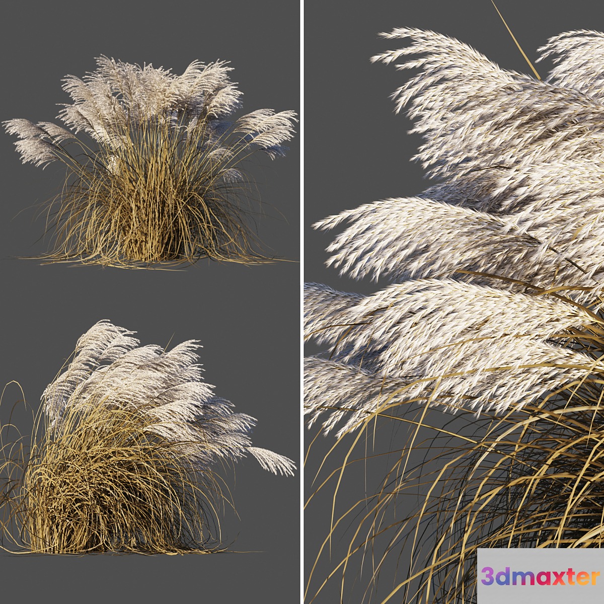 Dry Miscanthus Chinese _ Dry Miscanthus sinensis 3D Max