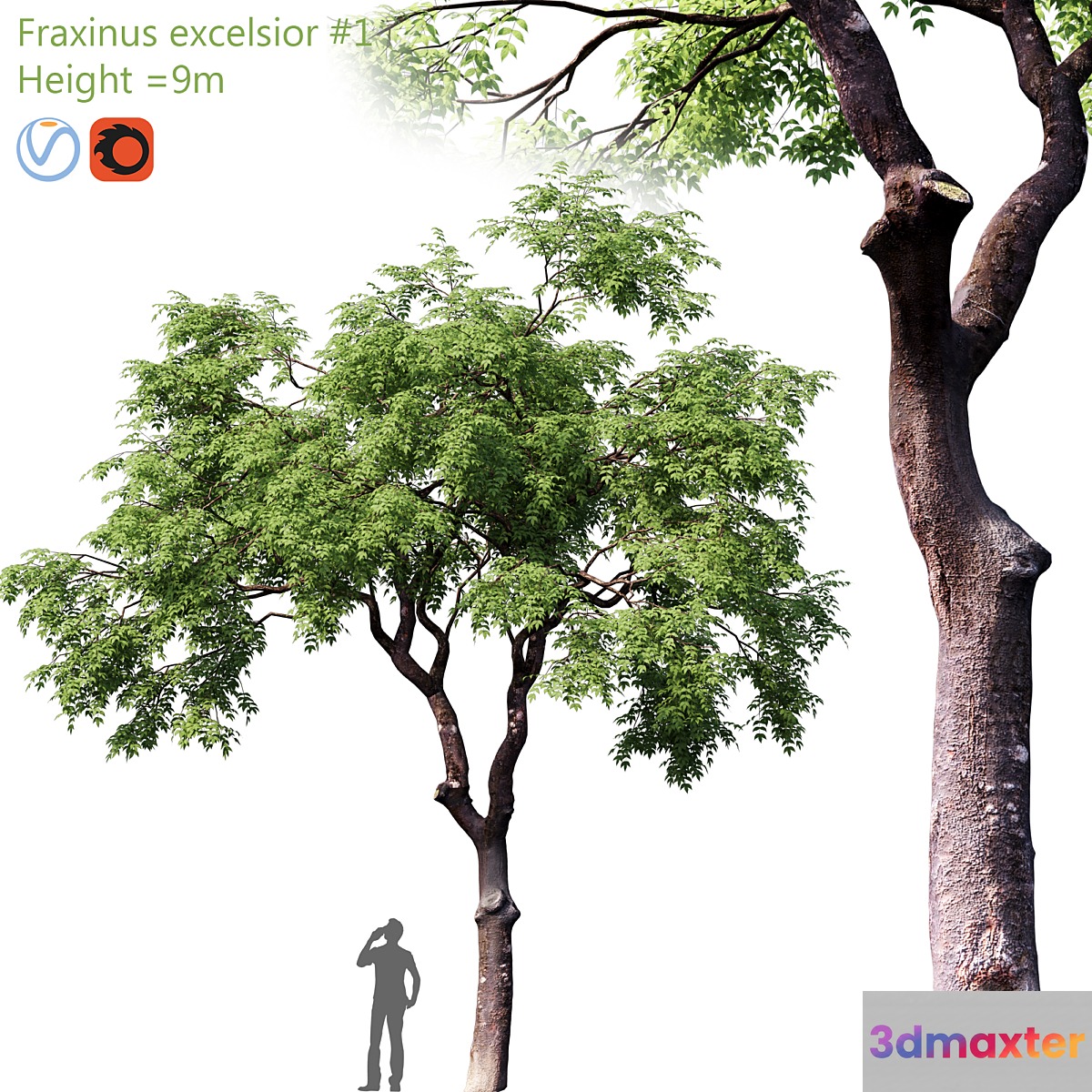 Fraxinus excelsior # 1 - No.3