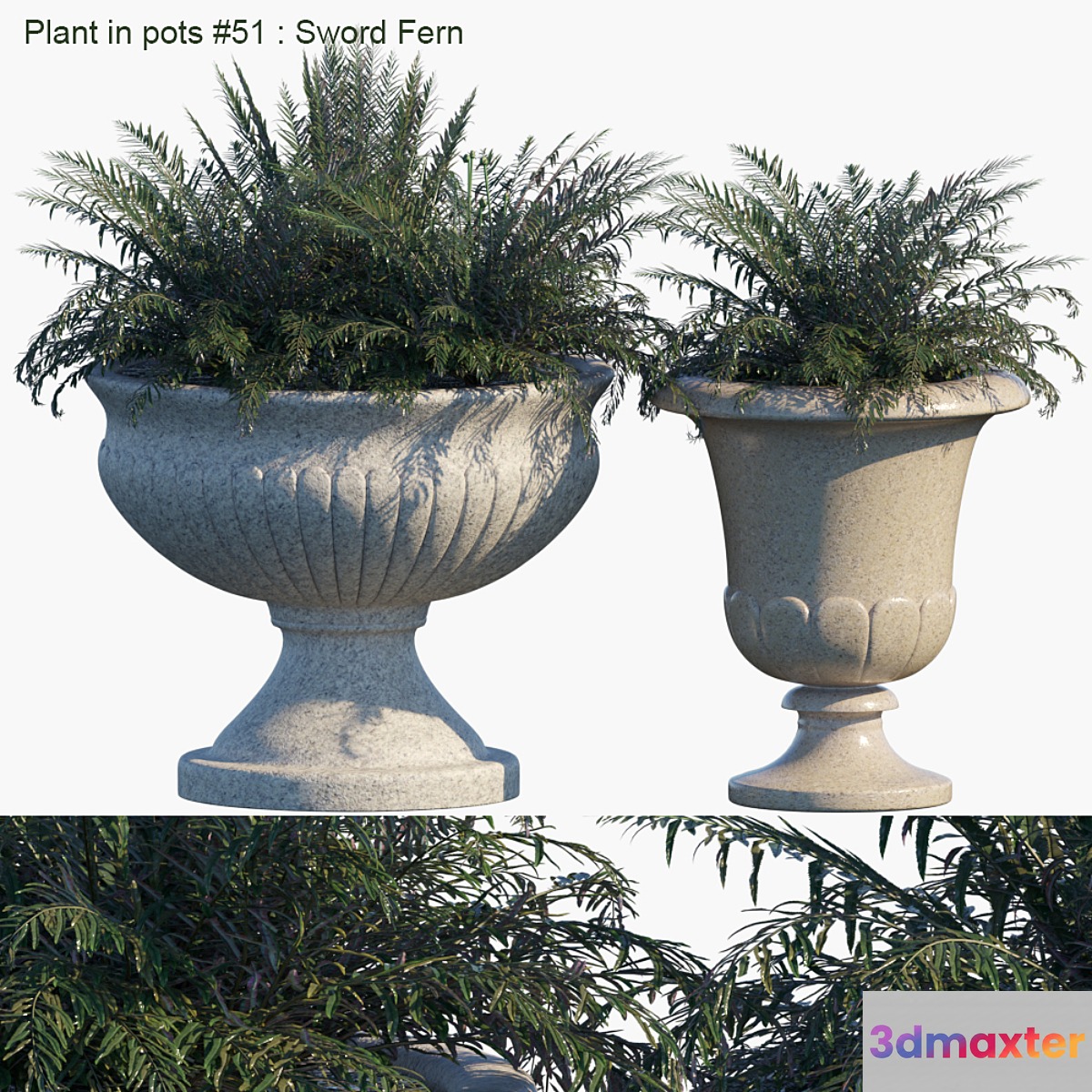 Plant in pots # 51: Sword Fern 3D Max