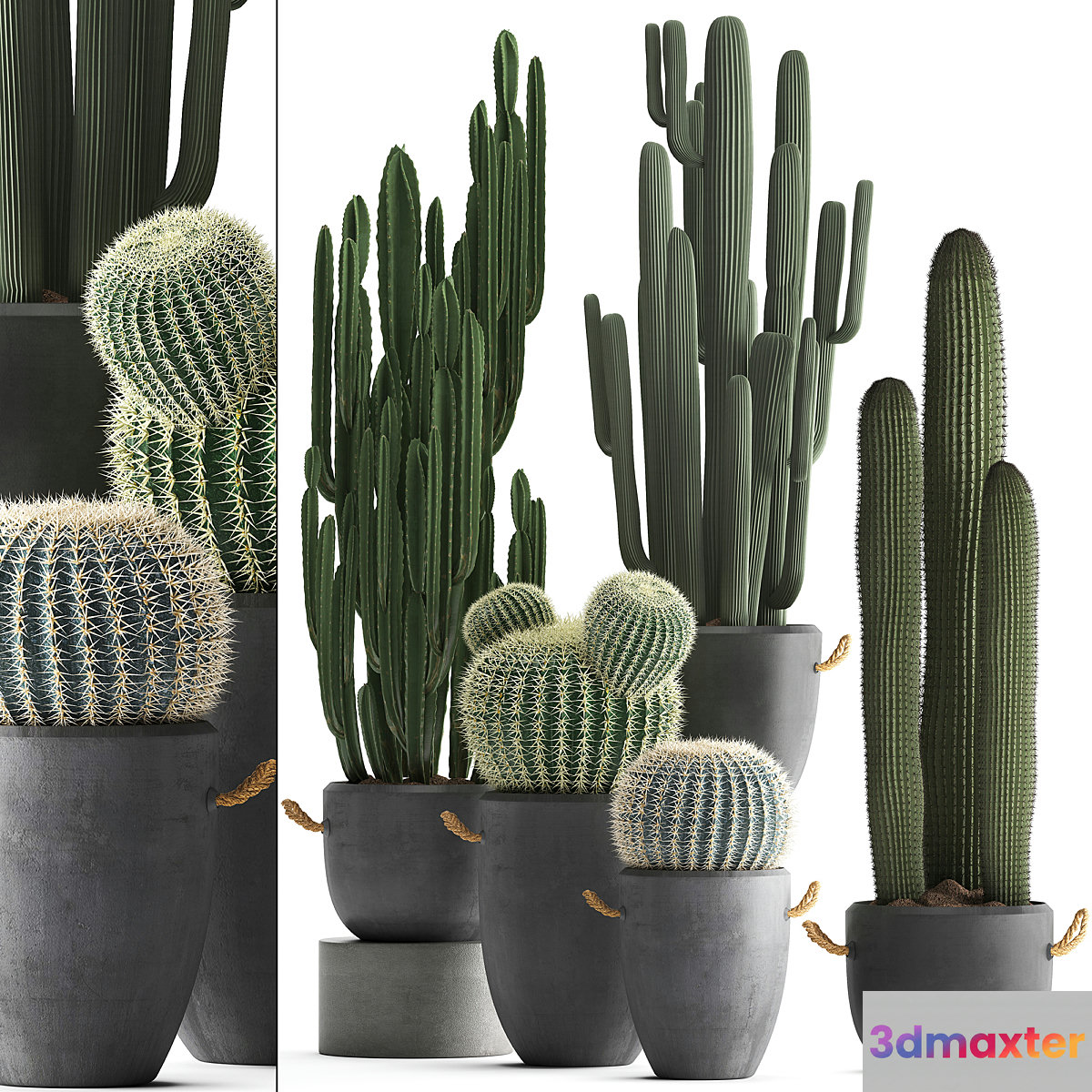 A collection of beautiful small cactus plants in modern concrete pots with Echinocactus Cereus Carnegie Barrel cactus. Set 411.