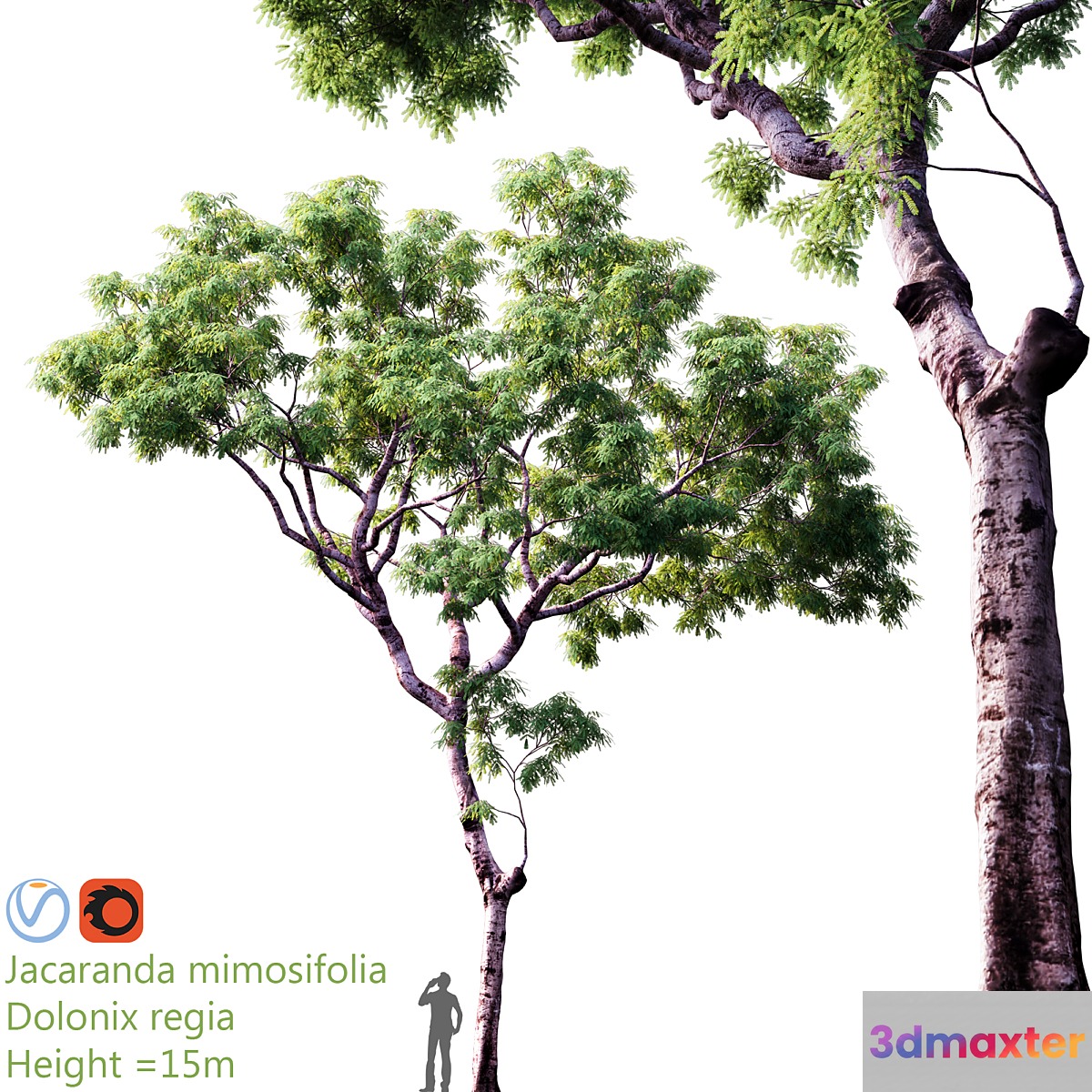 Jacaranda mimosifolia | Dolonix regia | Height = 15m