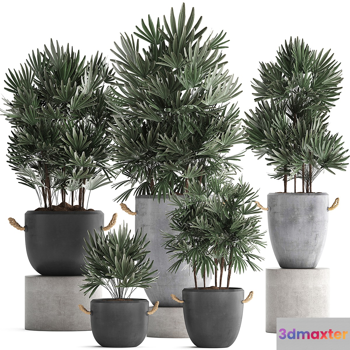 A collection of lush shrub plants in modern concrete pots and flowerpots with Raphis Palm. Set 414