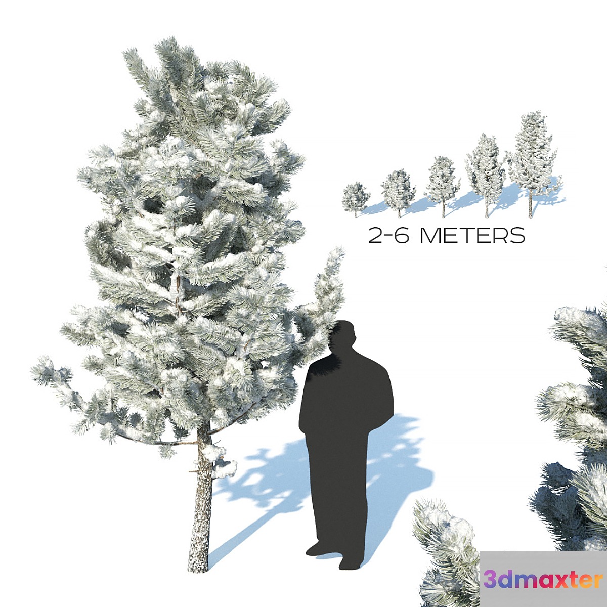 Pine trees in the snow - No.3