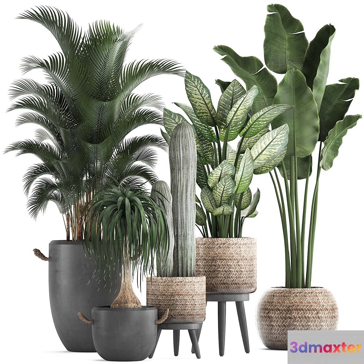 A collection of beautiful plants in modern concrete pots and baskets with Banana palm hovea loft cactus dracaena Diffenbachia. Set 417 - No.3