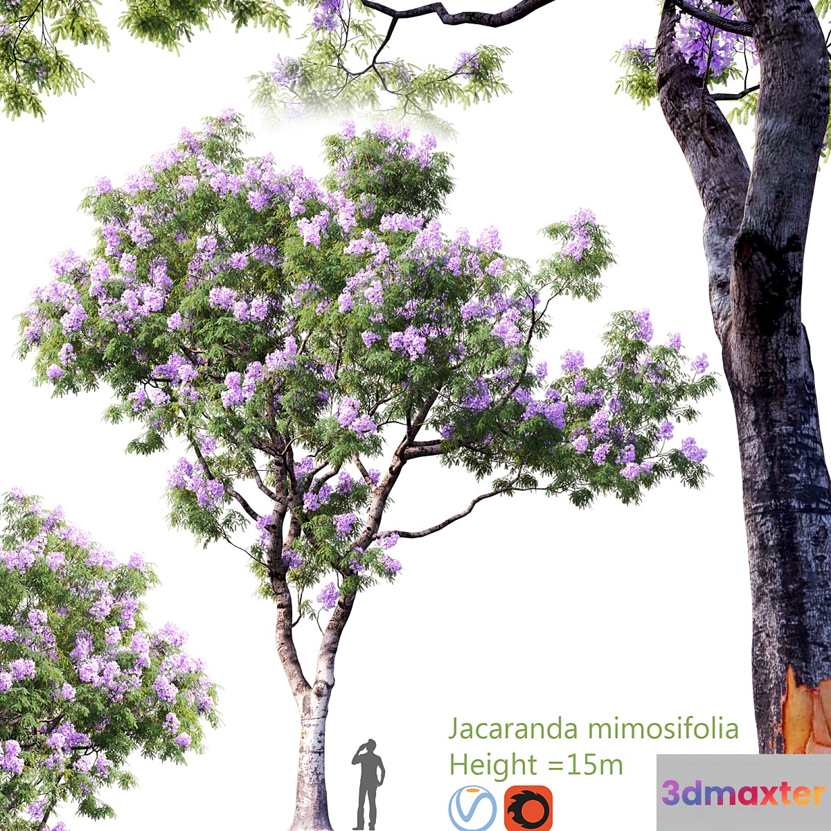 Jacaranda mimosifolia | Height  15m # 2 3D Max
