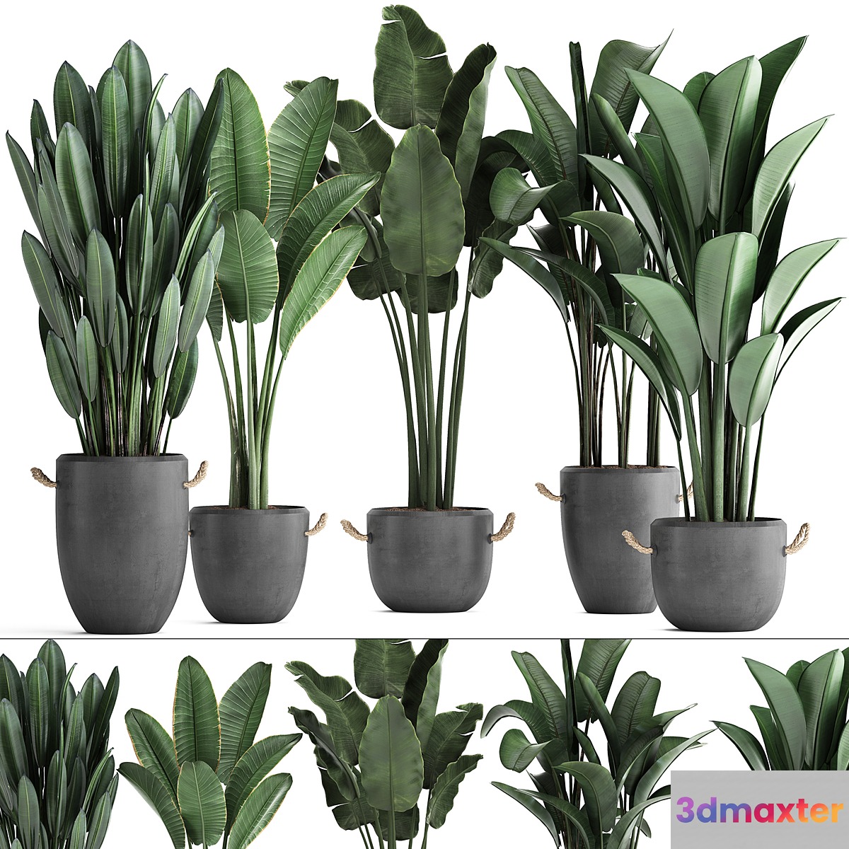 Collection of beautiful plants for the corner with banana palm in black modern concrete pots with Strelitzia ravenala. Set 419. - No.2