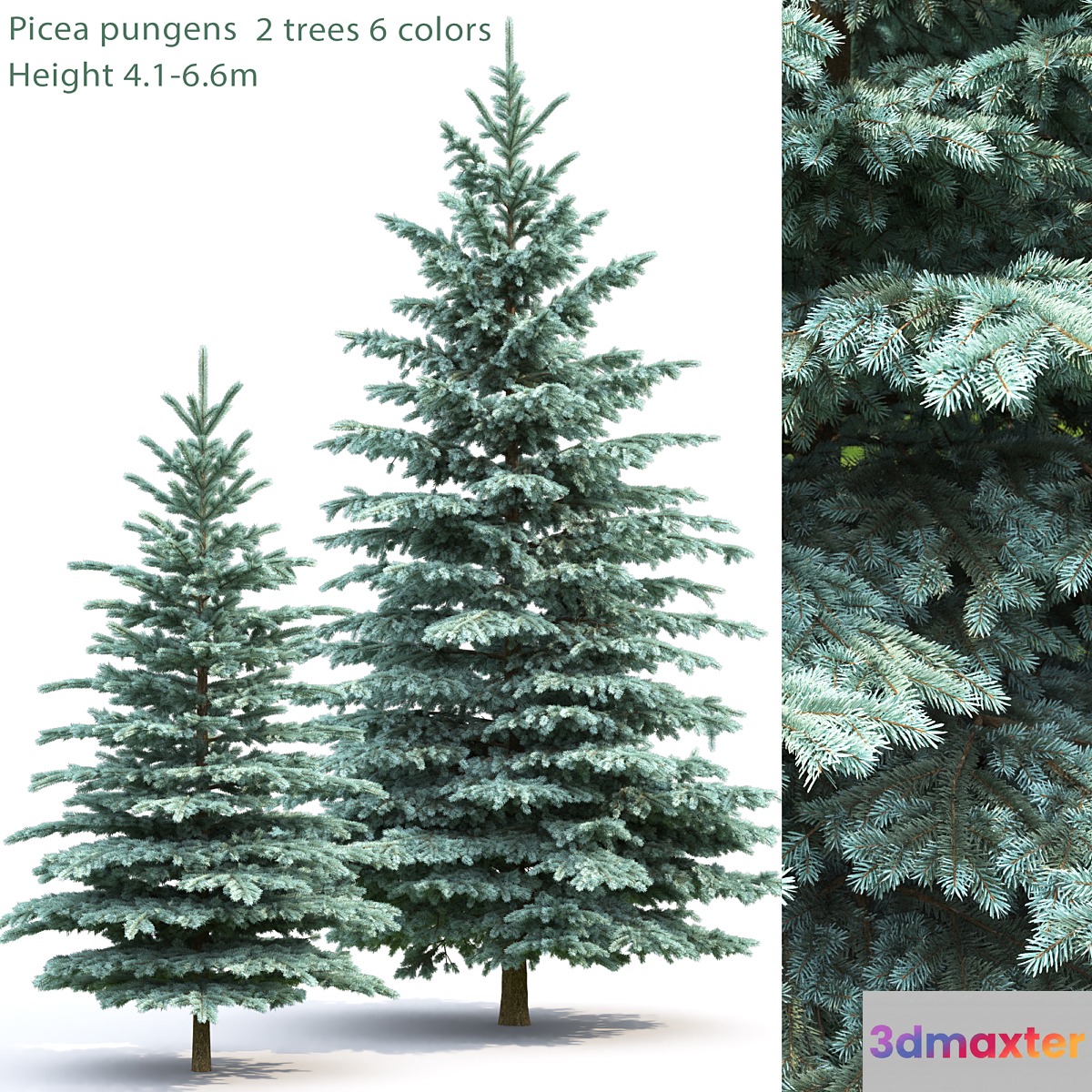 Spruce - No.22