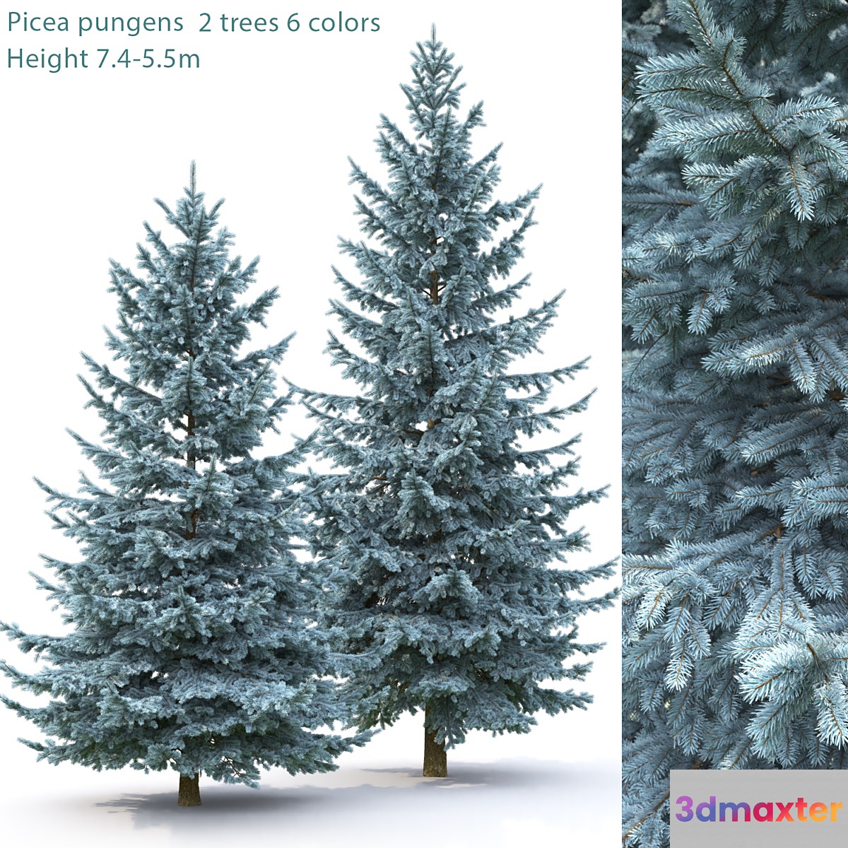 Spruce - No.13