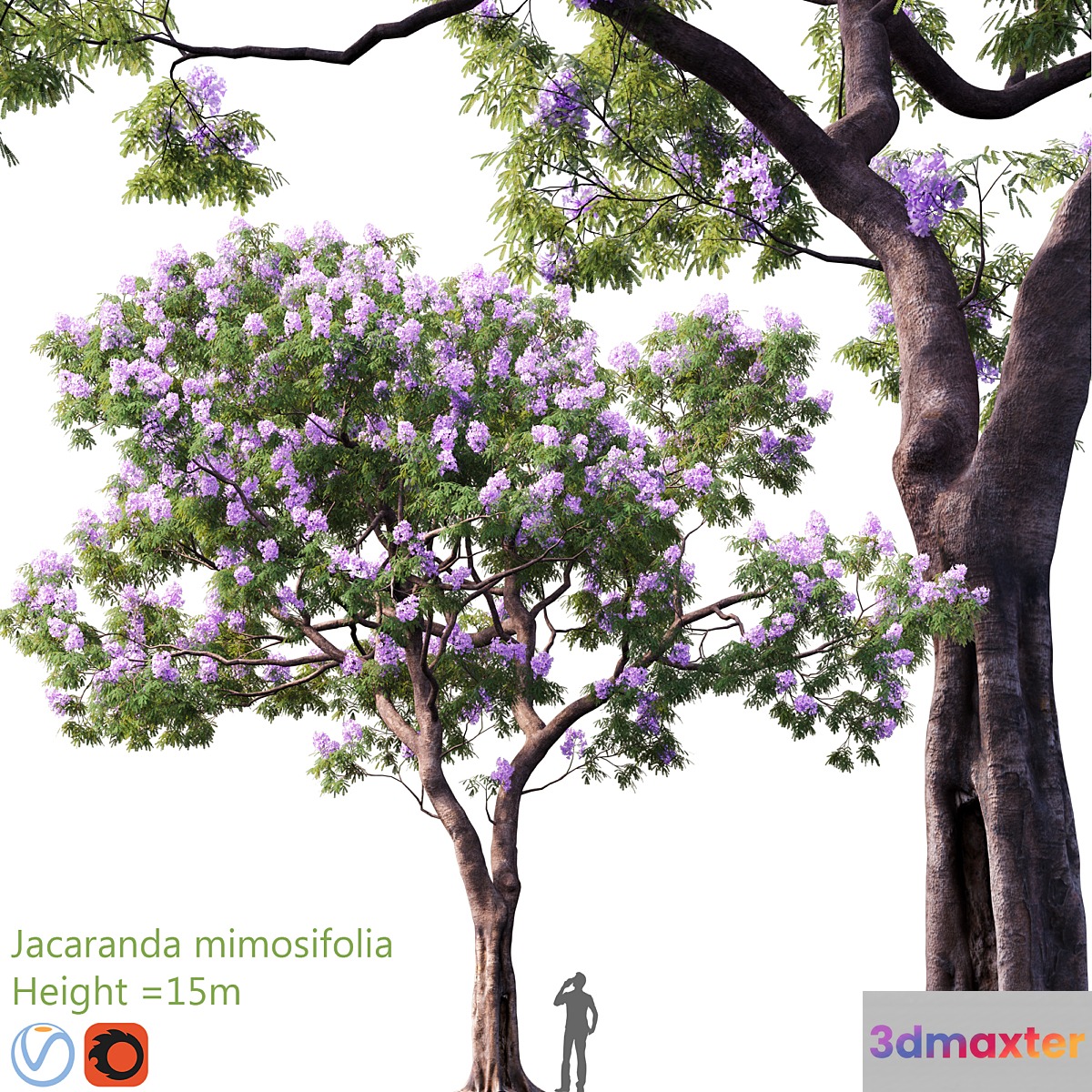 Jacaranda mimosifolia | Height = 15m # 3 3D Max