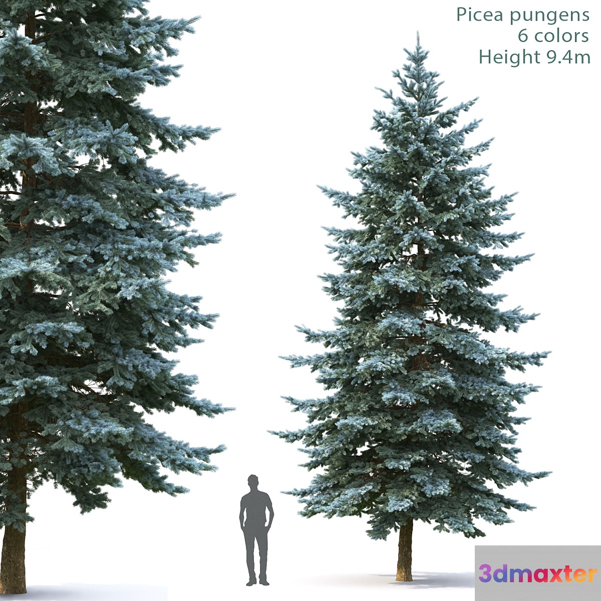 Spruce - No.17