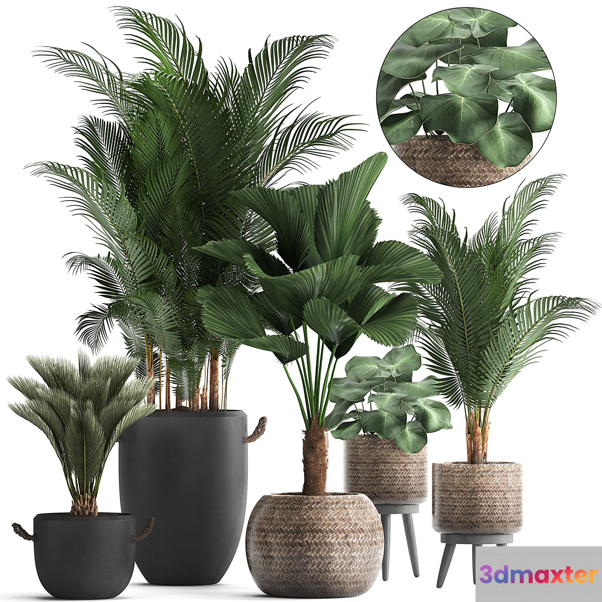Collection of modern plants in black pots and baskets with Palm trees hovea Likuala loft. Set 422. - No.2