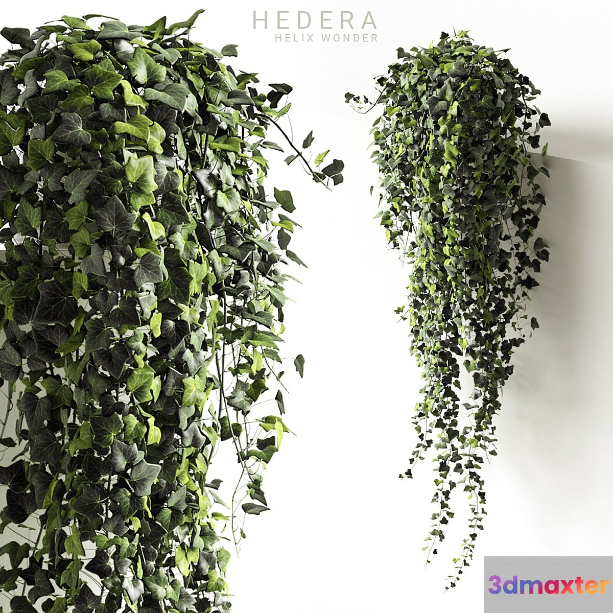 Hedera helix wonder long 3D Max