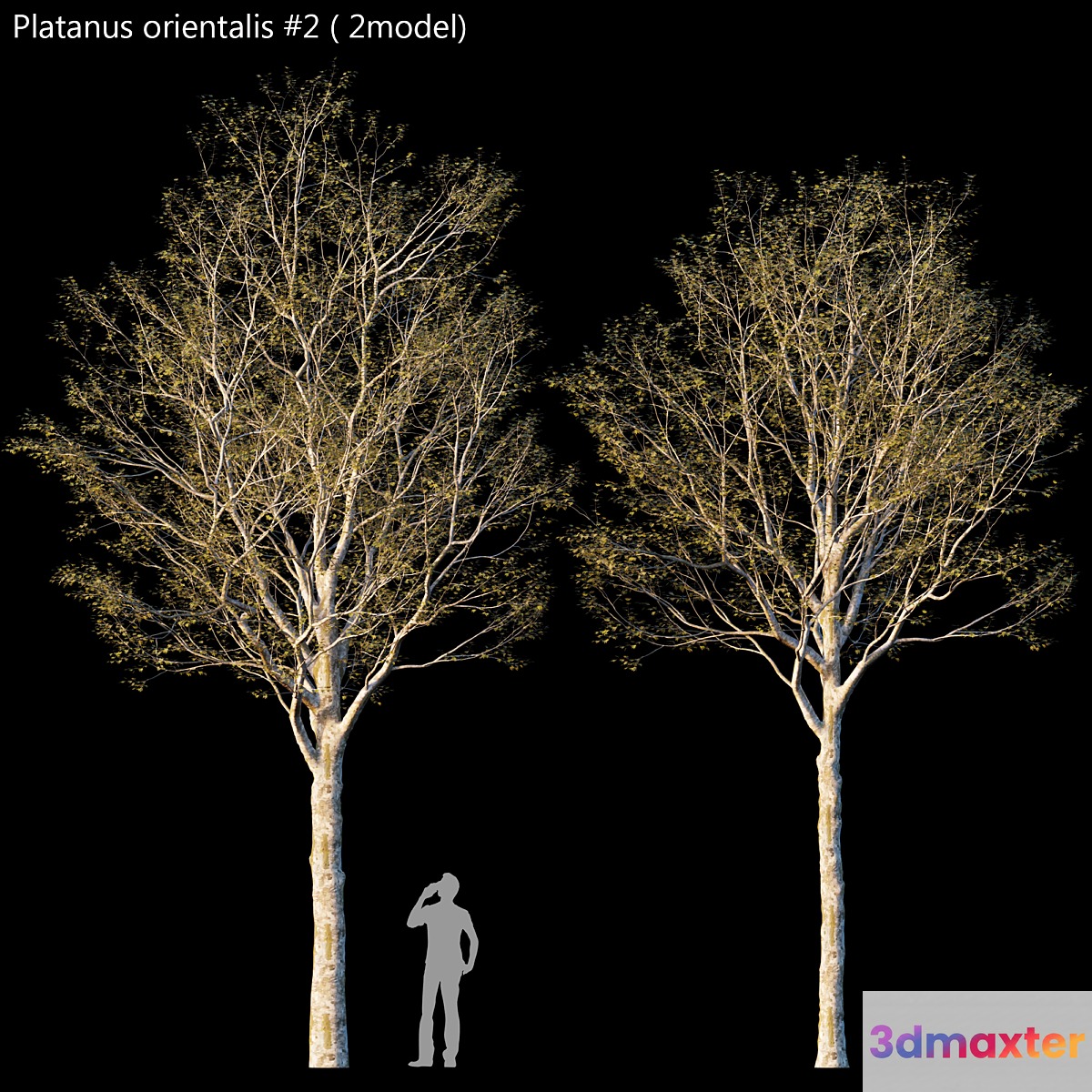 Platanus orientalis -Platanus acerifolia # 2