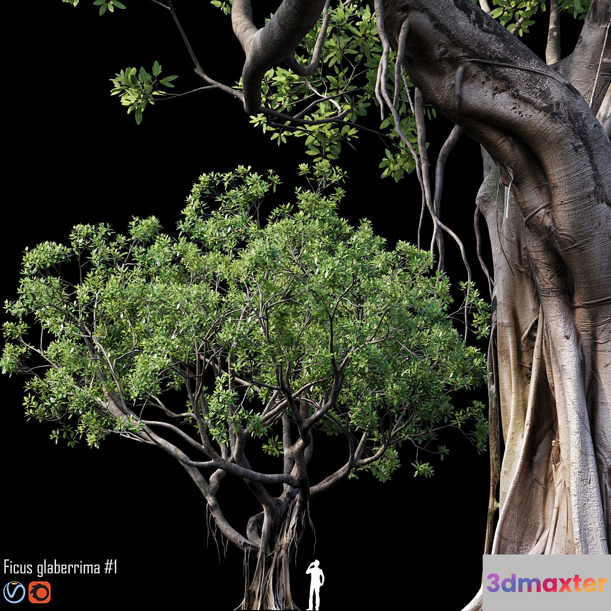 Ficus - No.5