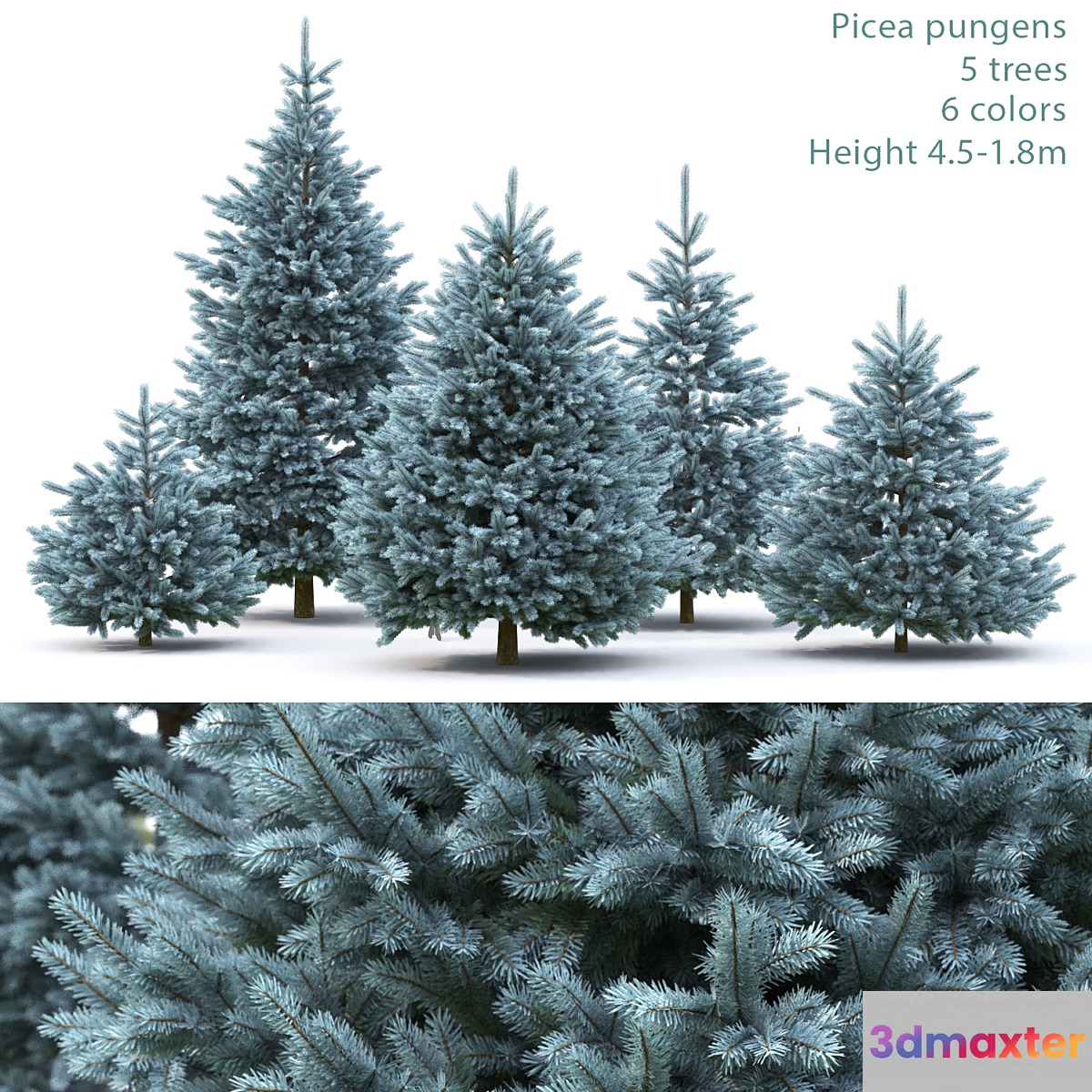 Spruce - No.29