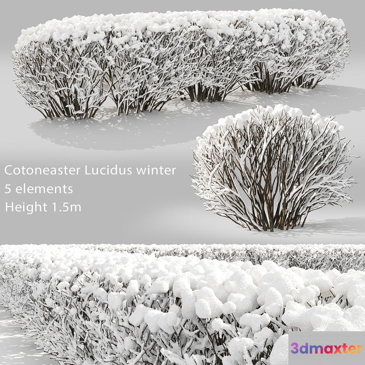 Cotoneaster winter 3D Max