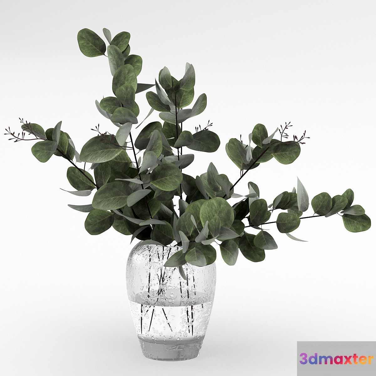 Bouquet of eucalyptus - No.3