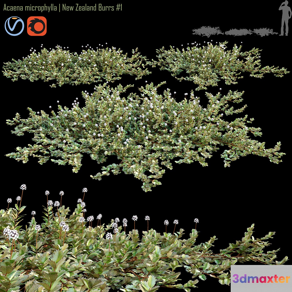 Acaena microphylla | New Zealand Burrs # 1 3D Max