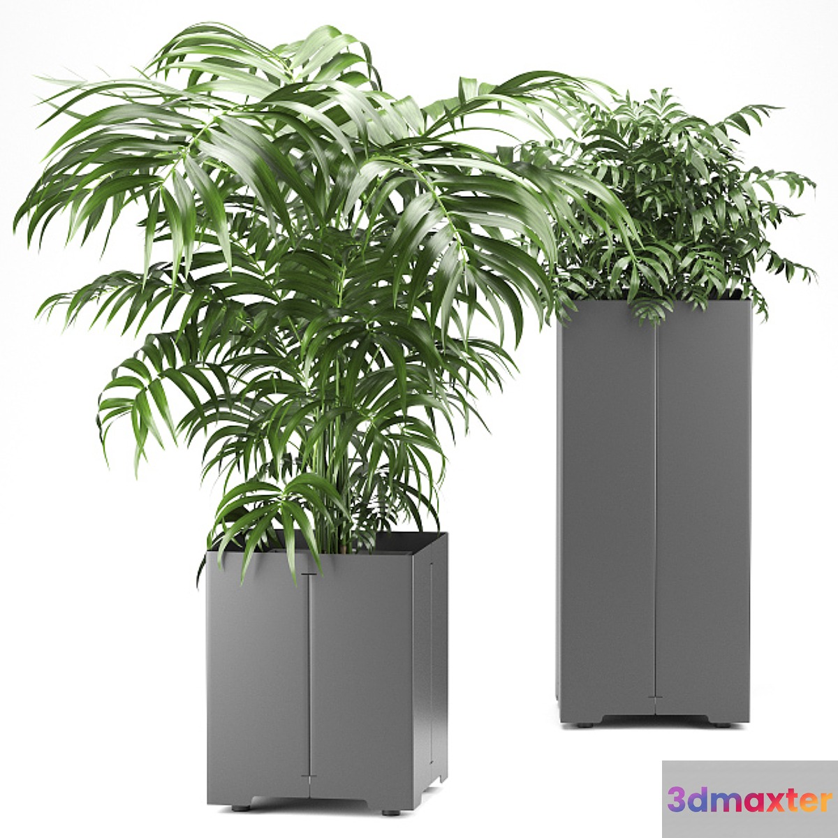 Palm tree in a pot 03 (CAPE Collection) - No.3
