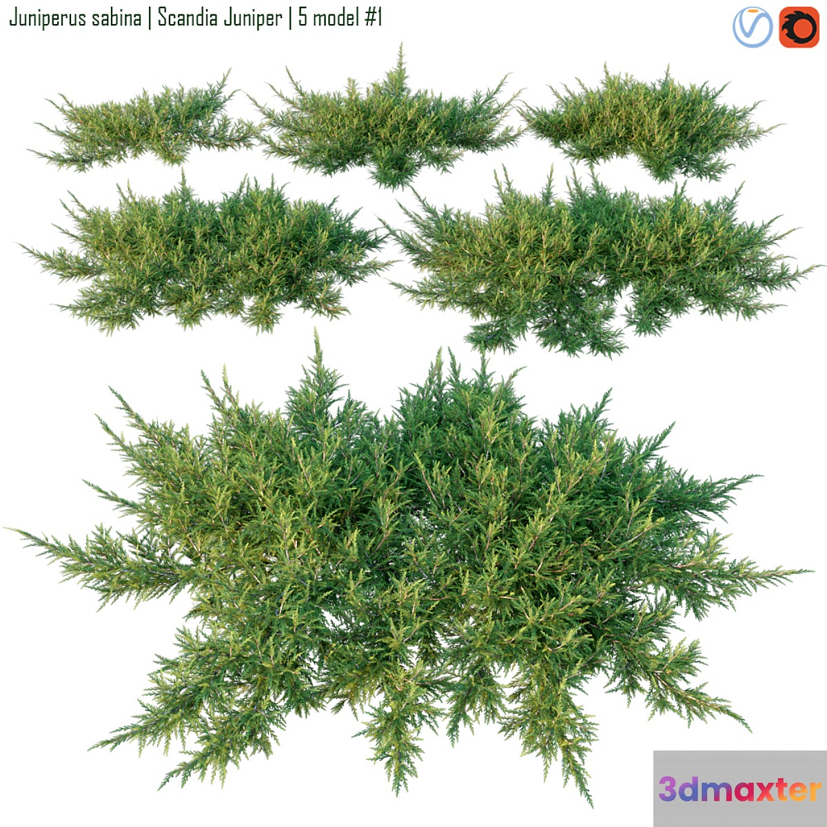 Juniperus sabina | Scandia juniper 3D Max