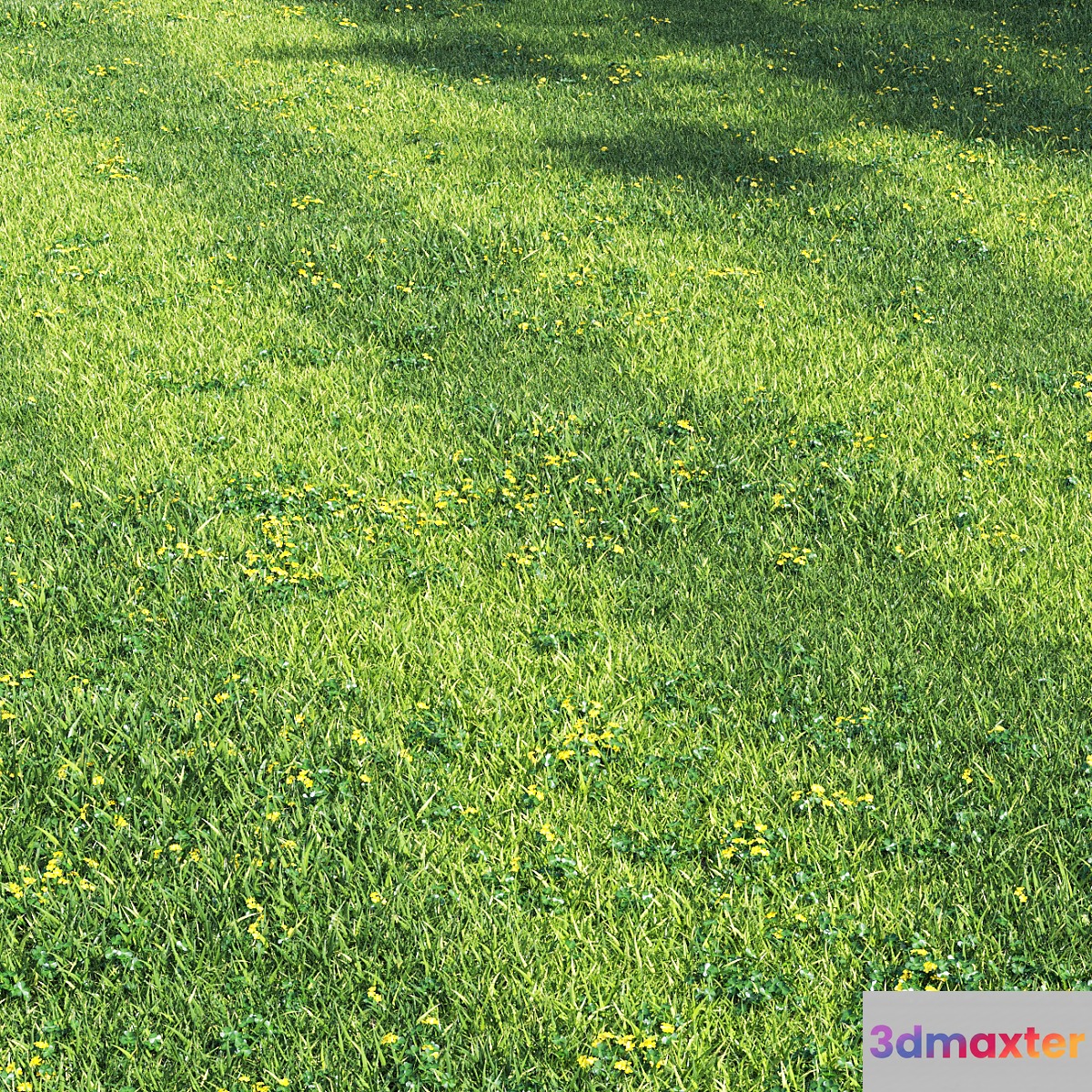 Grass england garden 3D Max