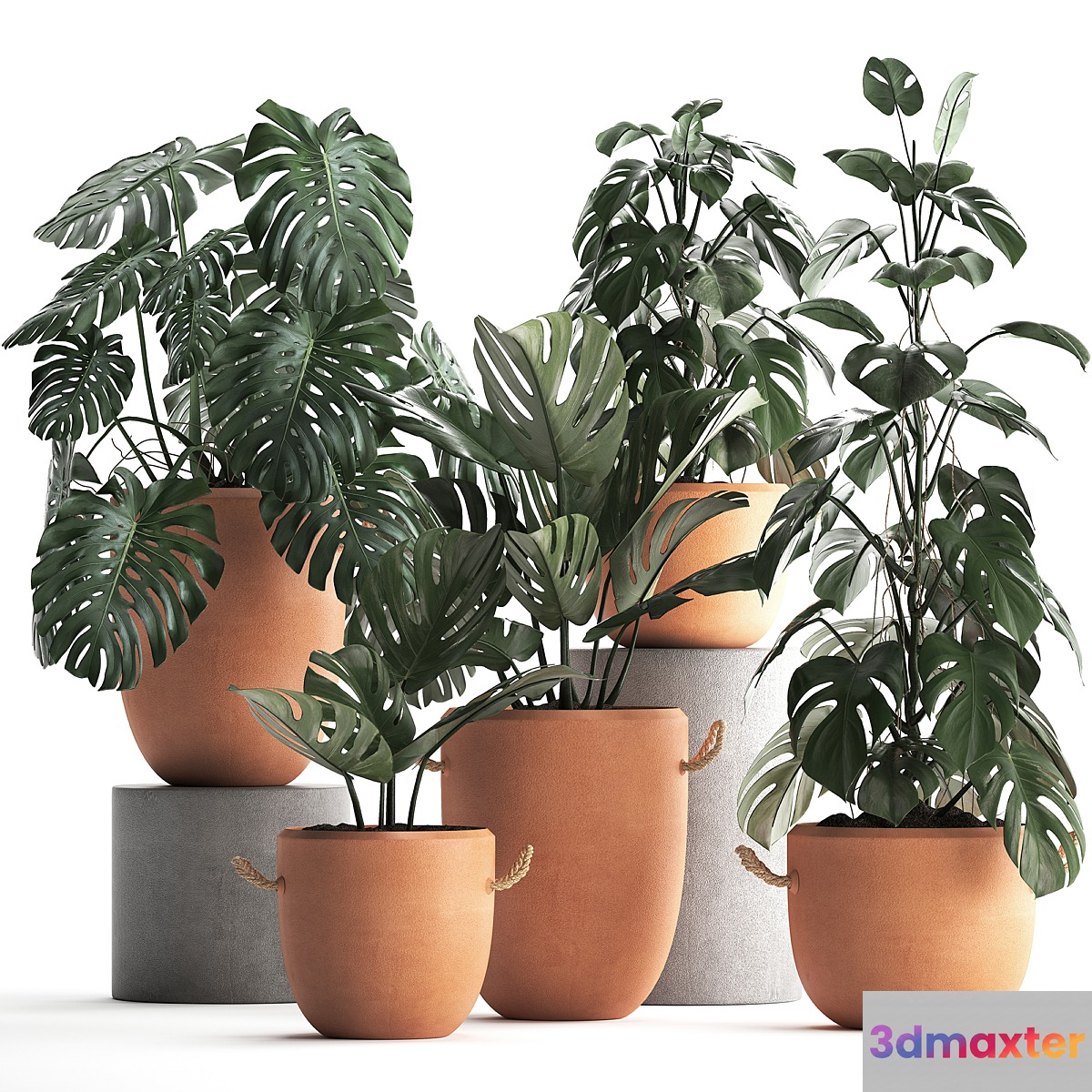 Collection of small bushes of plants in clay pots with handles with Monstera flower clinker. Set 423. 3D Max