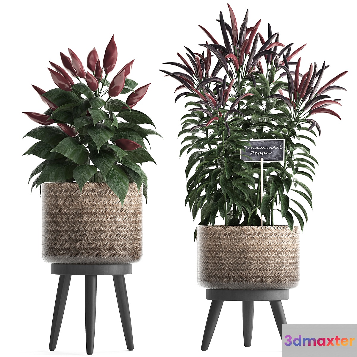 Collection of plants mini home kitchen garden vegetable garden in rattan pots with herbs pepper chili vegetables. Set 424. - No.2