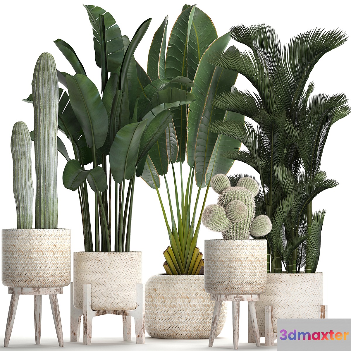 Collection of plants in white modern baskets with Cacti and banana palm dipsis carnegie strelitzia. Set 426. 3D Max