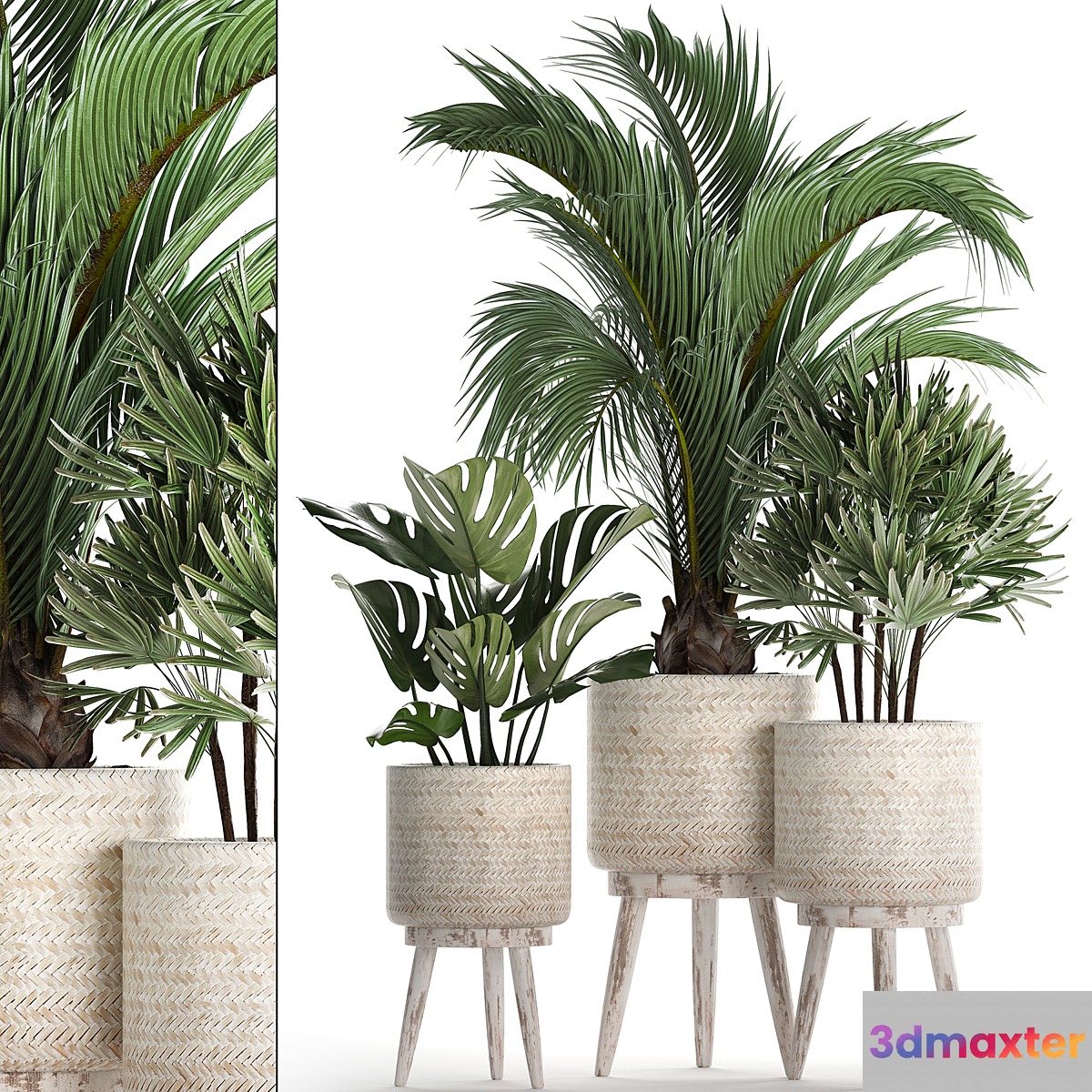 A collection of plants in white modern baskets with Rhapis monstera a small lush palm tree. Set 427. - No.3