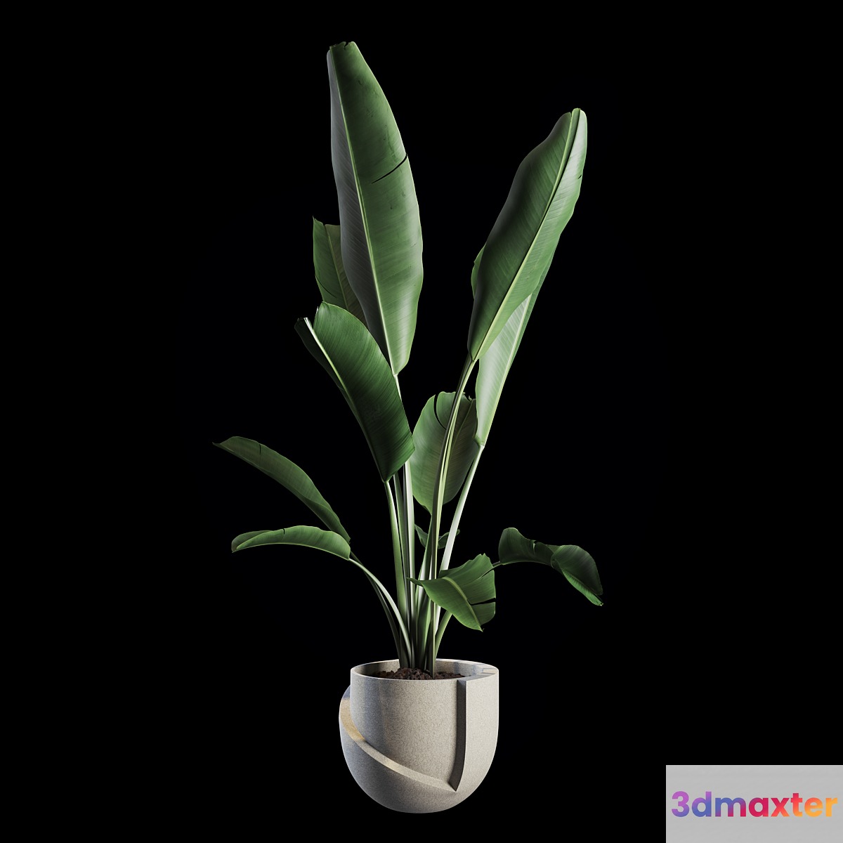 Indoor Plants Set 02