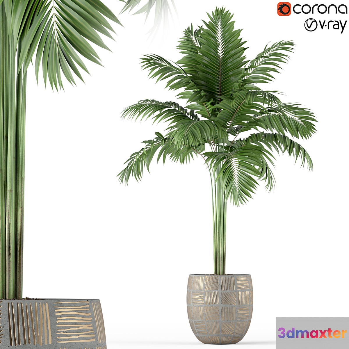 Plants collection 220 - No.3